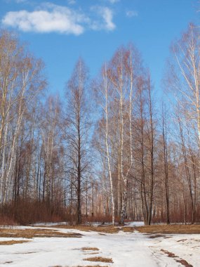 Spring Park, melting snow and ice. Russian spring nature. Russia, Ural, Perm Region         