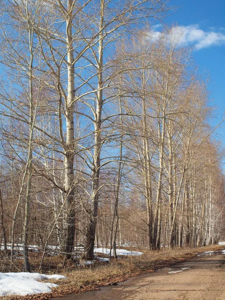 Spring Road Russe Printemps Nature Russie Oural Région Perm — Photo