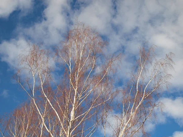 Spring Birch Trunk Russian Spring Nature Russia Ural Perm Region — ストック写真