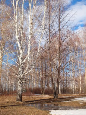 Spring Park, melting snow and ice. Russian spring nature. Russia, Ural, Perm Region        