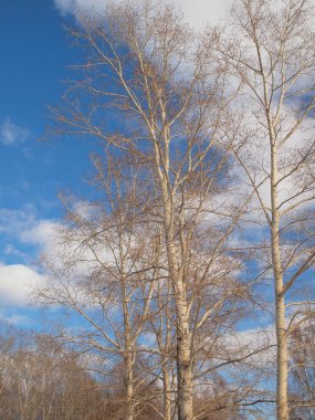  Baharda park et, ağaç dalları. Rus bahar doğası. Rusya, Ural, Perm Bölgesi 
