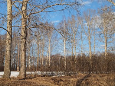 Spring Park, melting snow and ice. Russian spring nature. Russia, Ural, Perm Region        