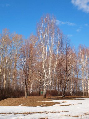 Spring Park, melting snow and ice. Russian spring nature. Russia, Ural, Perm Region       