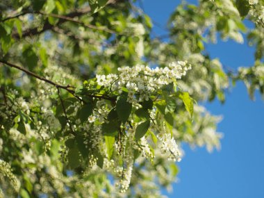 Çiçek açan kuş kirazı. Rusya, Ural, Perm bölgesi