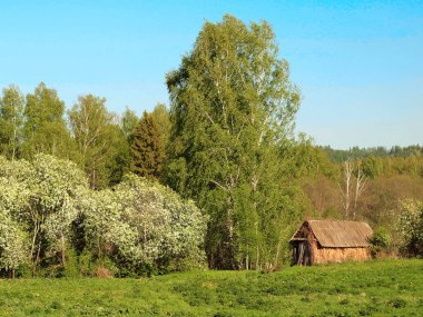 Baharda Rus köyü. Çiçek açan ağaçlar. Bahar, Rusya, Ural, Perma Bölgesi        