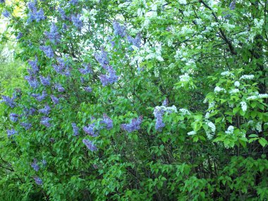 Çiçekli leylak ve kuş kirazı. Bahar, Rusya      