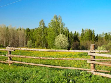 Baharda Rus köyü. Çiçek açan ağaçlar. Bahar, Rusya, Ural, Perma Bölgesi        
