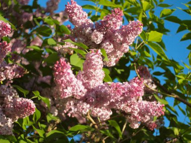Çiçekli leylak. Rusya, Ural, Perm bölgesi     