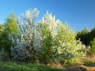Çiçek açan kuş kirazı. Rusya, Ural, Perm bölgesi  
