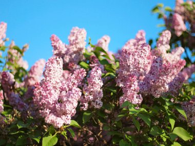 Çiçekli leylak. Rusya, Ural, Perm bölgesi     
