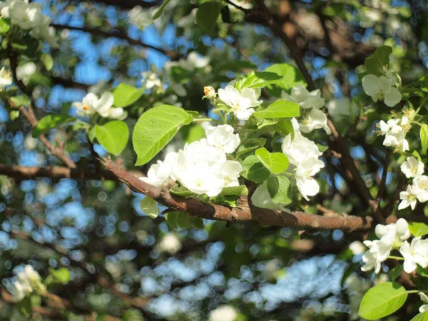 Blooming apple tree. Russia, Ural, Perm region