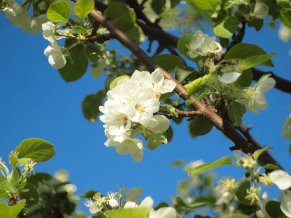 Blooming apple tree. Russia, Ural, Perm region