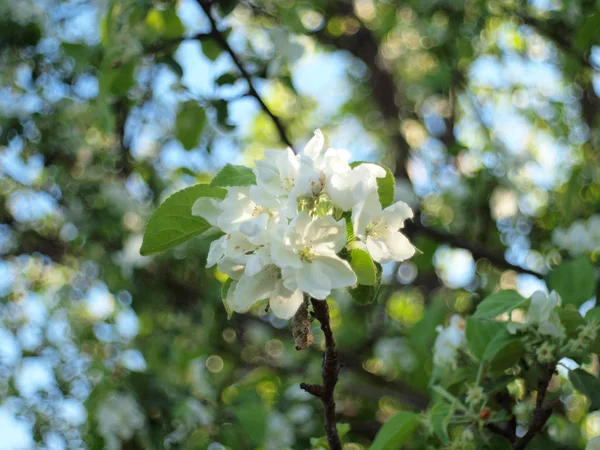 Blooming apple tree. Russia, Ural, Perm region