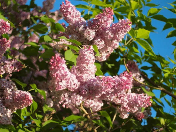 Blooming lilac. Russia, Ural, Perm region