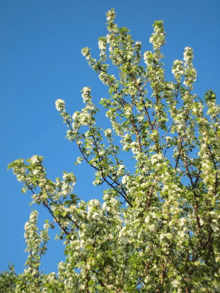 Blooming apple tree. Russia, Ural, Perm region