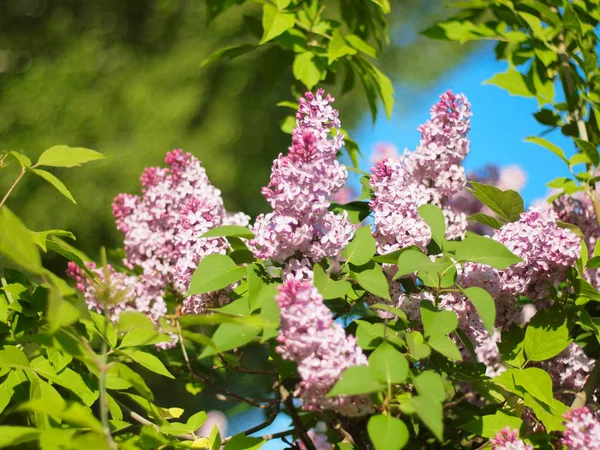Blooming lilac. Russia, Ural, Perm region