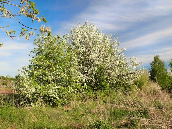 Çiçek Açan Kuş Kirazı Rusya Ural Perm Bölgesi — Stok fotoğraf