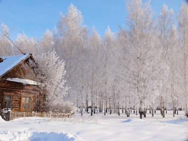 Donmuş ağaçlar. Kış karı. Kışın Rus köyü. Rusya, Ural, Perm bölgesi