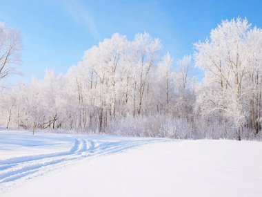 Donmuş ağaçlar. Kış karı. Rus kış doğası. Rusya, Ural, Perm bölgesi