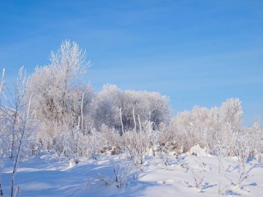 Donmuş ağaçlar. Kış karı. Rus kış doğası. Rusya, Ural, Perm bölgesi