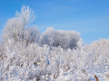 Donmuş ağaçlar. Kış karı. Rus kış doğası. Rusya, Ural, Perm bölgesi