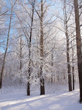 Donmuş ağaçlar. Kış karı. Rus kış doğası. Rusya, Ural, Perm bölgesi