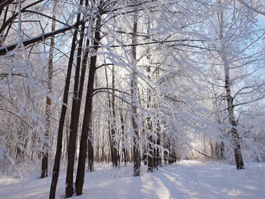 Donmuş ağaçlar. Kış karı. Rus kış doğası. Rusya, Ural, Perm bölgesi