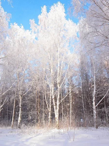 Des Arbres Dans Gel Neige Hivernale Nature Hivernale Russe Russie — Photo