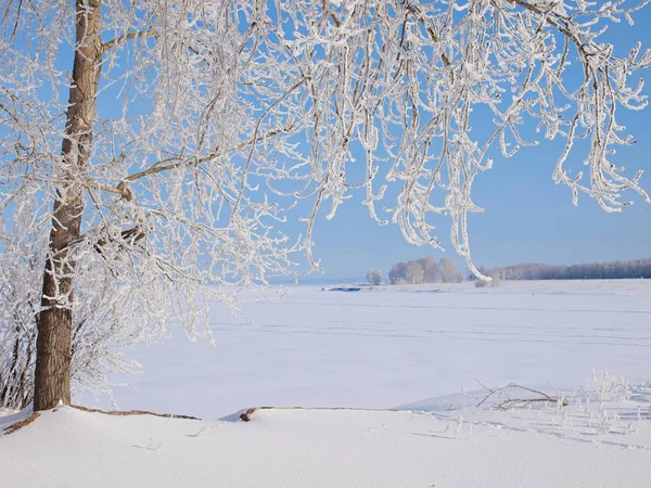霜冻中的树 冬天的雪俄罗斯的冬季自然 俄罗斯 乌拉尔 彼尔姆地区 — 图库照片