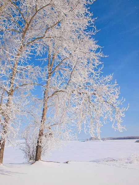 霜冻中的树 冬天的雪俄罗斯的冬季自然 俄罗斯 乌拉尔 彼尔姆地区 — 图库照片