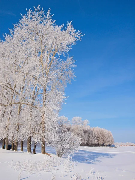 霜冻中的树 冬天的雪俄罗斯的冬季自然 俄罗斯 乌拉尔 彼尔姆地区 — 图库照片