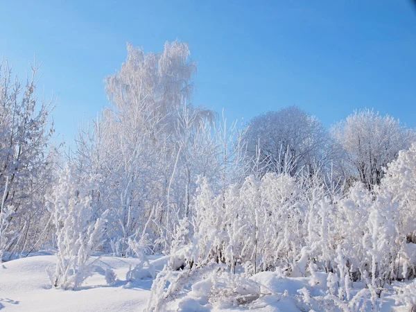 Träd Frosten Vintersnö Rysk Vinternatur Ryssland Ural Permregionen — Stockfoto