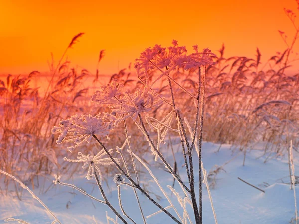 落日和白雪覆盖的草地 Winter Russia Ural Perm Region — 图库照片