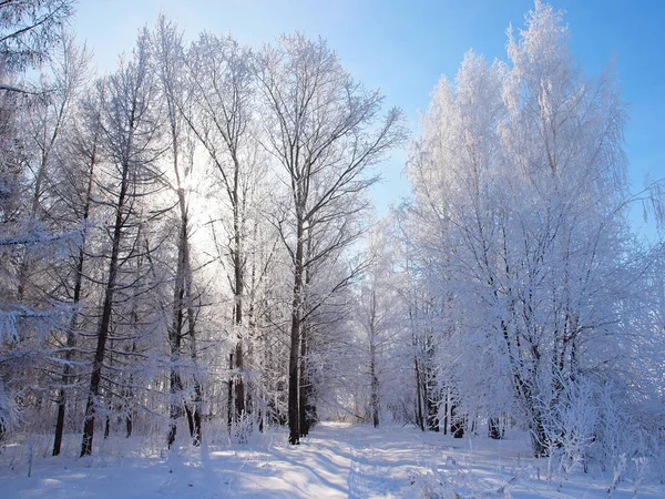 Trees Frost Winter Snow Russian Winter Nature Russia Ural Perm Stock Image