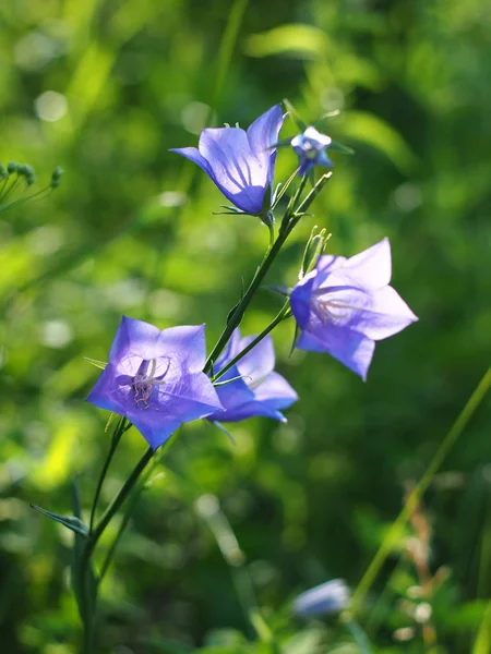 Wild flower. Bell. Russia, Ural, Perm region