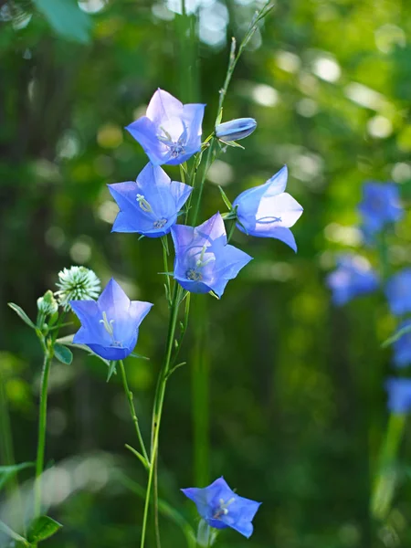 Wild flower. Bell. Russia, Ural, Perm region