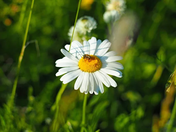 Wild flower. Camomile. Russia, Ural, Perm region, bugs