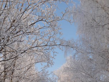 Donmuş ağaçlar. Kış karı. Rus kış doğası. Rusya, Ural, Perm bölgesi