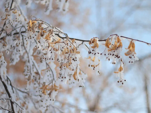 Árvores Geada Neve Inverno Natureza Russa Inverno Rússia Ural Região — Fotografia de Stock