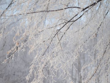 Donmuş ağaçlar. Kış karı. Rus kış doğası. Rusya, Ural, Perm bölgesi