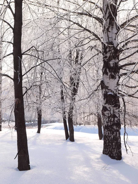 Trees Frost Park Winter Snow Russian Winter Nature Russia Ural — Stock Photo, Image
