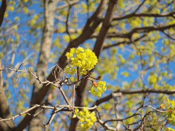 Kwitnący Klon Rosja Ural Perm Region — Zdjęcie stockowe