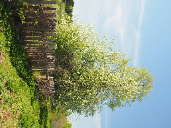 鳥の桜の開花 ロシアウラルペルミ地方 — ストック写真