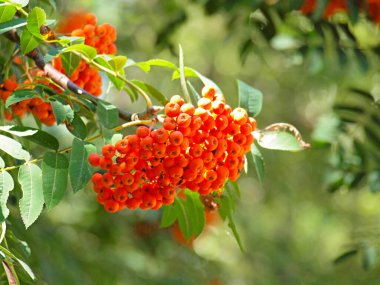 Rowan böğürtlenleri olgunlaşıyor. Yazın sonu. Rusya, Ural