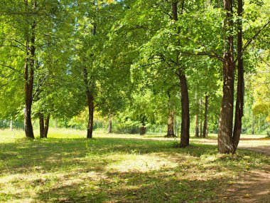 Yazın park et. Rus yaz doğası. Rusya, Ural, Perm bölgesi