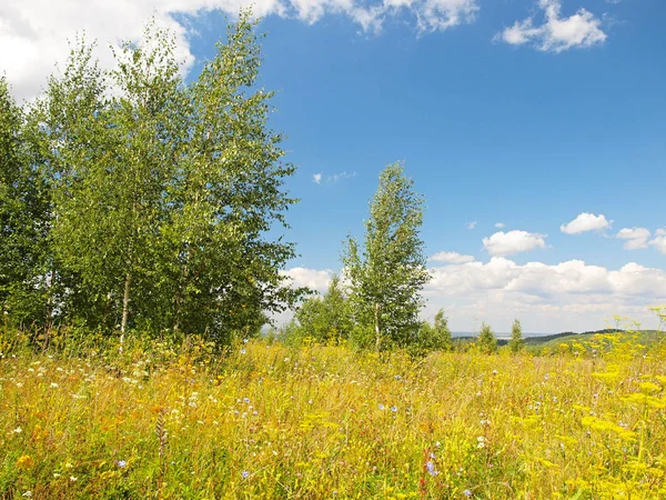 Field Grass Russian Summer Nature Russia Ural Perm Region — Stock Photo, Image