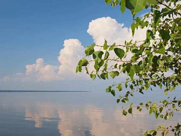 Boom Aan Kust Van Rivier Wolken Russische Zomer Natuur Rusland — Stockfoto