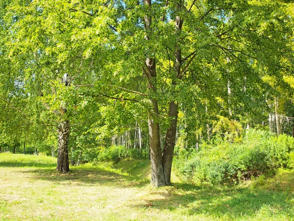 夏の公園 ロシアの夏の自然 ロシアウラルペルミ地方 — ストック写真