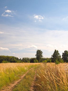 Saha yolu. Rus yaz doğası. Rusya, Ural, Perm bölgesi