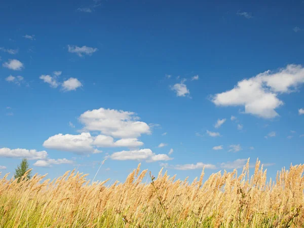 Campo Hierba Hermoso Cielo Con Nubes Naturaleza Rusa Verano Rusia —  Fotos de Stock